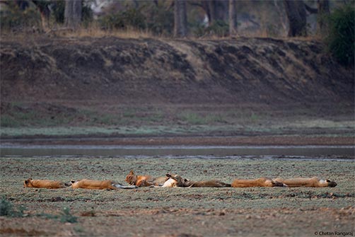 A pride of lions <i>(Panthera leo)</i> relaxing on the banks of the Luangwa.