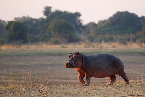 A hippopotamus <i>(Hippopotamus amphibious)</i> on the move in the early morning.