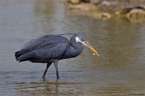 A Western Reef Heron <i>(Egretta gularis)</i> all set to gobble up a small fry.