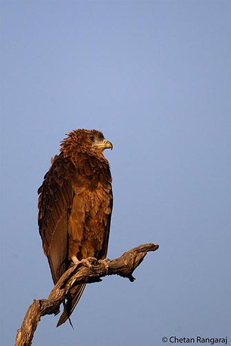 A young bateleur <i>(Terathopius ecaudatus)</i> eagle.