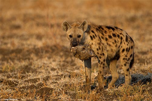 A spotted hyena <i>(Crocuta crocuta)</i> with the head of another.