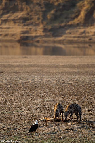 A pair of spotted hyena <i>(Crocuta crocuta)</i> feeding on the remains of a Puku <i>(Kobus vardonii)</i> as an African fish eagle looks on.
