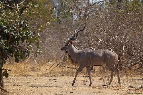 A male Greater Kudu <i>(Tragelaphus strepsiceros)</i>.