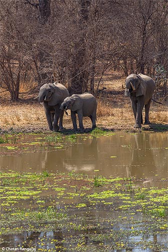 A family of African elephants <i>(Loxodonta africana)</i> at a water hole