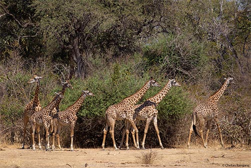 Thornicroft's Giraffe <i>(Giraffa tippelskirchi)</i> on the move.