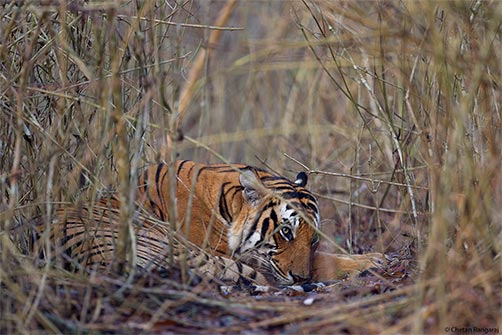 A male Bengal Tiger <i>(Panthera tigris)</i> resting.