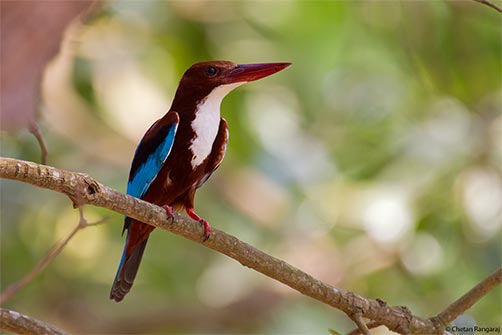 A White-throated Kingfisher <i>(Halcyon smyrnensis)</i>.