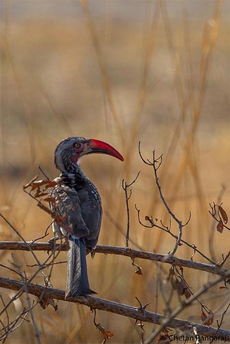 A southern red-billed hornbill <i>(Tockus rufirostris)</i>.