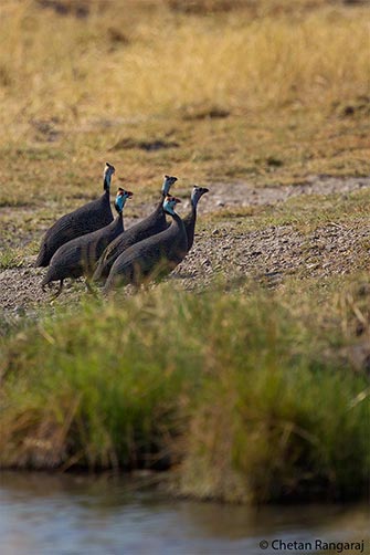 A flock of Helmeted Guineafowl <i>(Numidia meleagris)</i> scurrying away from a water hole.