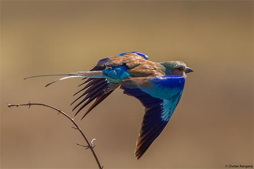 A lilac-breasted roller <i>(Caracas caudatus)</i> on the wing.