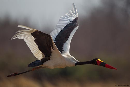 A saddle-billed stork <i>(Ephippiorhynchus senegalensis)</i> lifts off.