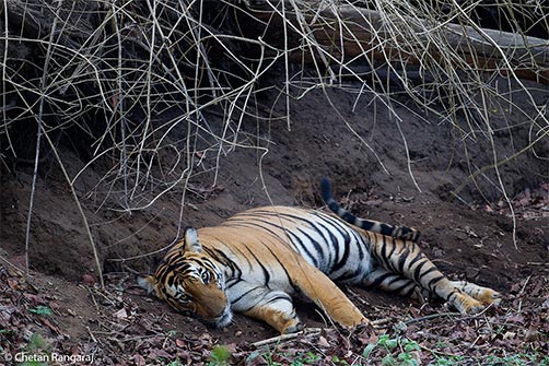 A female Bengal Tiger <i>(Panthera tigris)</i> all set for a quick snooze.