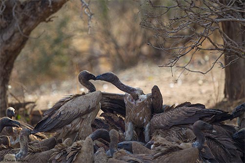 Vultures on a cape buffalo carcass.