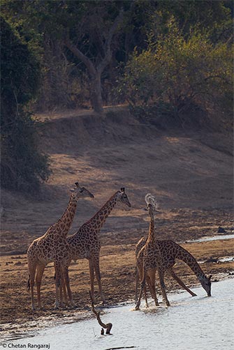 A herd of Rhodesian giraffe <i>(Giraffe tippelskirchi)</i> having a drink at the Luangwa.