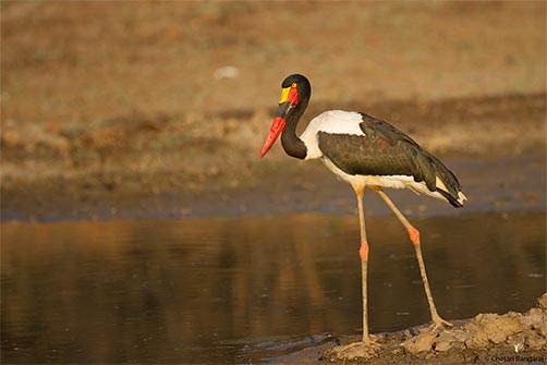 A saddle-billed stork <i>(Ephippiorhynchus senegalensis)</i> on the banks of a lagoon.