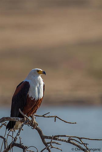 An African fish eagle <i>(Haliaeetus vocoder)</i> perched on the banks of the Luwangwa river.