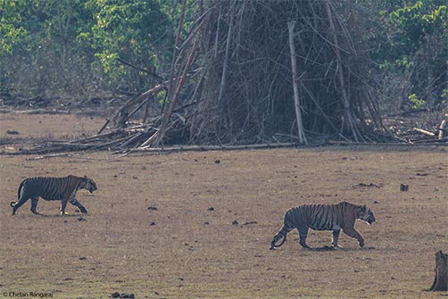 A pair of Bengal Tigers <i>(Panthera tigris)</i> on the move.