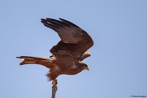 A yellow-billed kite <i>(Milvus aegyptius)</i> lifting off.