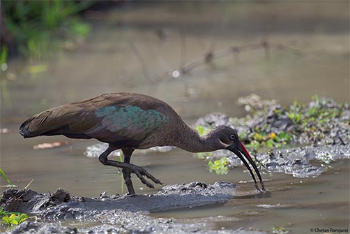 A hadeda ibis <i>(Bostrychia hagedash)</i> foraging.