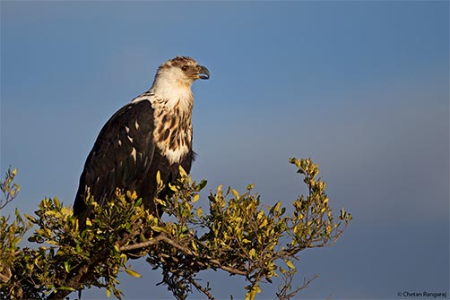 A young African Fish Eagle <i>(Haliaeetus vocifer)</i> on the lookout.