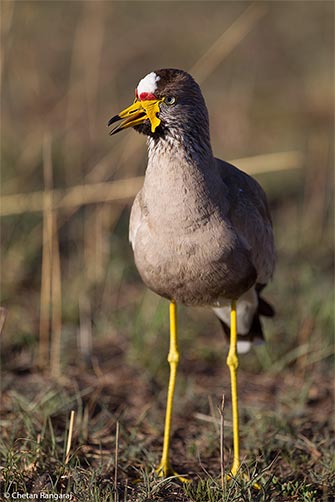 An African Wattled Lapwing <i>(Vanellus senegallus)</i> on the lookout.