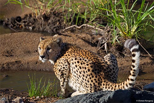 A nervous Cheetah <i>(Acinonyx jubatus)</i> on the lookout after a drink.