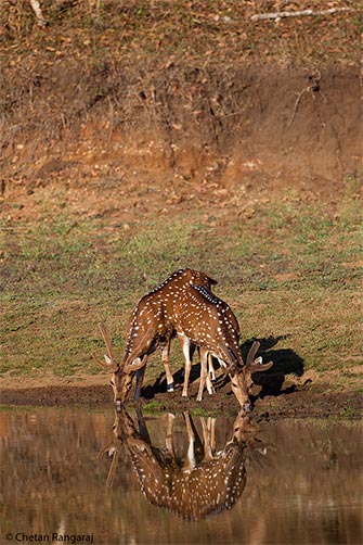 A pair of spotted deer <i>(Axis axis)</i> at a waterhole.