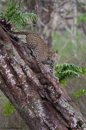 A male leopard <i>(Panthera pardus)</i> on it's way down.