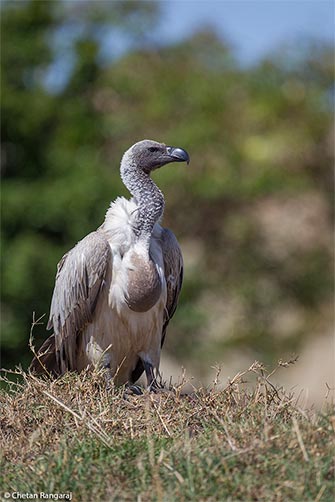 A White-backed Vulture <i>(Gyps africanus)</i> with a full crop.