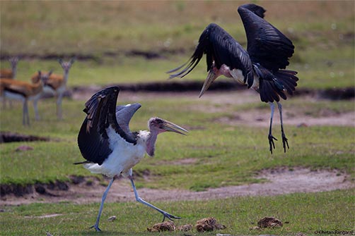A pair of Marabou Storks <i>(Leptoptilos crumeniferus)</i> fighting.