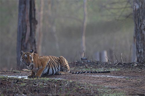 A tigress keeping an eye on things.