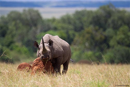 A black rhinoceros <i>(Diceros bicornis)</i> satisfying an itch.