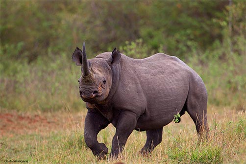 A black rhinoceros <i>(Diceros bicornis)</i> on the move.