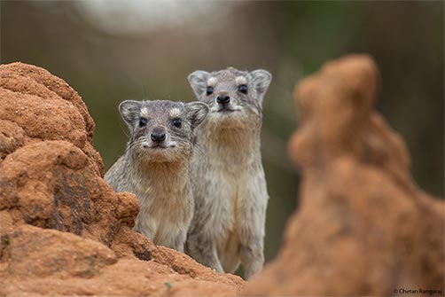 A pair of Bush or Yellow-spotted Rock Hyrax <i>(Heterohyrax brucei)</i>.