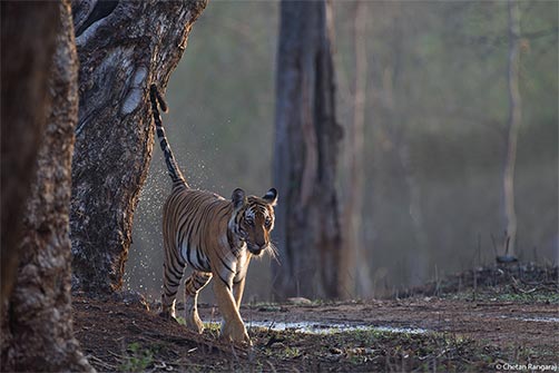 A tigress marking her territory.