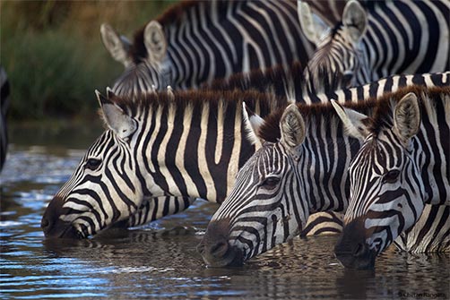 Zebra <i>(Equus quagga)</i> at a waterhole.