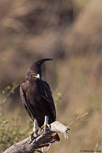 A Long-crested Eagle <i>(Lophaetus occipitalis)</i> looking for prey.