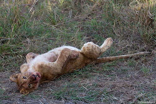 A lion cub <i>(Panthera leo)</i> lazing around after a very evident meal.