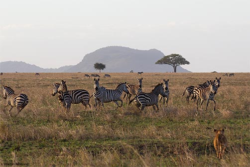 A herd of Zebra <i>(Equus quagga)</i> panic as a Lion <i>(Panthera leo)</i> cub approaches.
