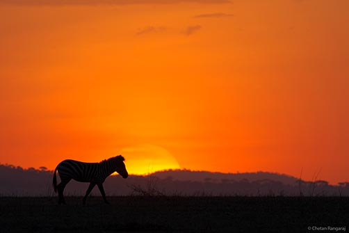 A Zebra <i>(Equus quagga)</i> walks into the sunset at the end of a smashing day at the Serengeti.