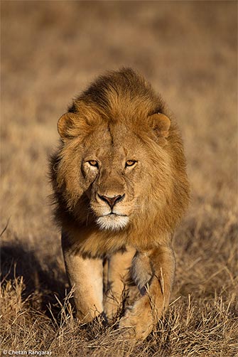 A big male lion <i>(Panthera leo)</i> approaches.