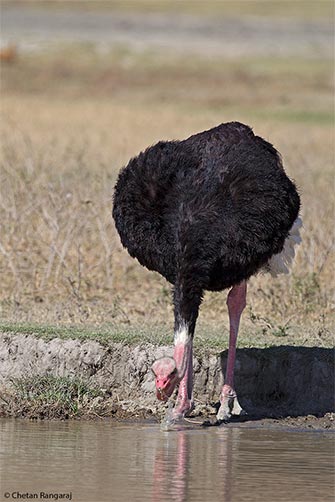 A male Ostrich <i>(Struthio camelus)</i> drinking at a waterhole.