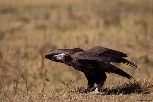 A Lappet-faced Vulture or Nubian Vulture <i>(Torgos tracheliotos)</i> all set to take off.