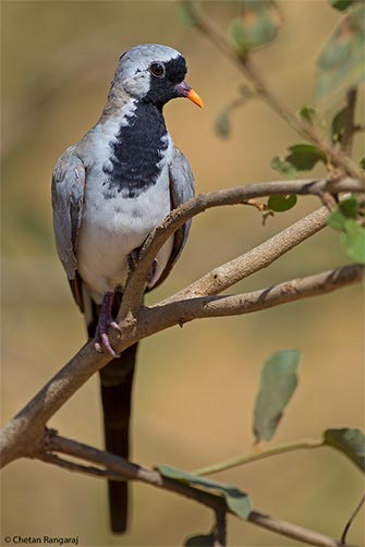 A Namaqua Dove <i>(Oena capensis)</i>.