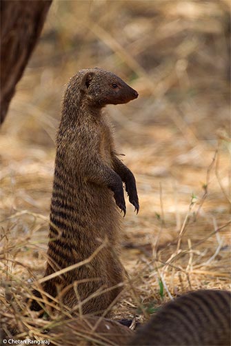 A banded mongoose <i>(Mungos mungo)</i> on the lookout.