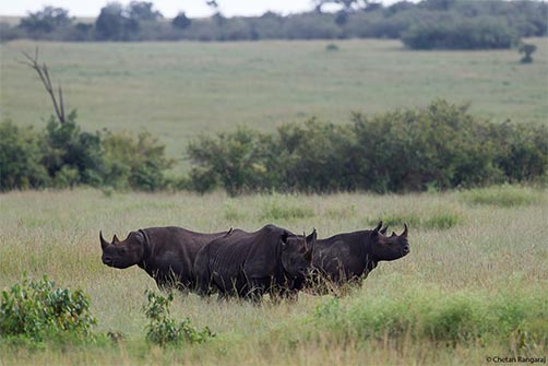 Black Rhinoceros.