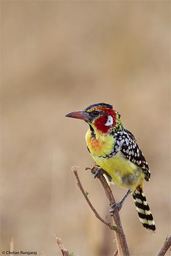A Red-and-yellow Barbet <i>(Trachyphonus erythrocephalus)</i>.