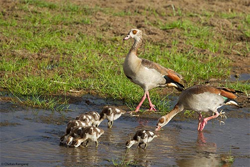 A family of Egyptian Geese <i>(Alopochen aegyptiaca)</i> feeding.