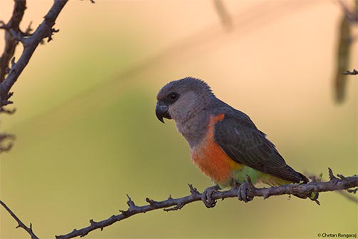 An African Orange-bellied Parrot <i>(Poicephalus rufiventris)</i>.