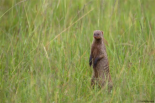 A banded mongoose on the lookout.